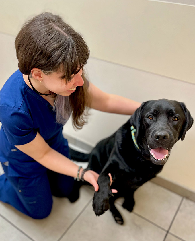 Veterinarian in New York and Westchester Vets Near Me Hudson Valley